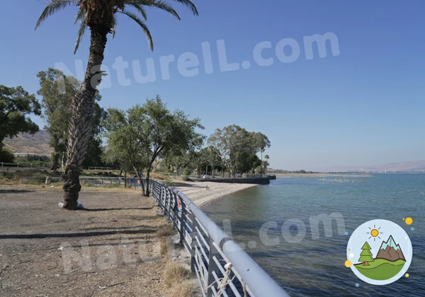 חוף רותם - אתר הטבע הישראלי