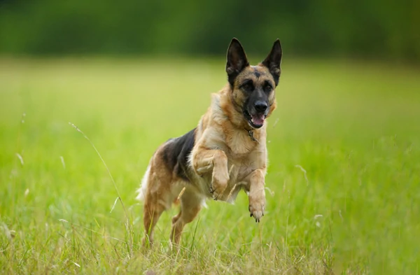 קמפינג בכנרת עם כלבים
